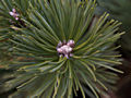 Pinus rhaetica Zieleniec IMG_9123 Sosna błotna